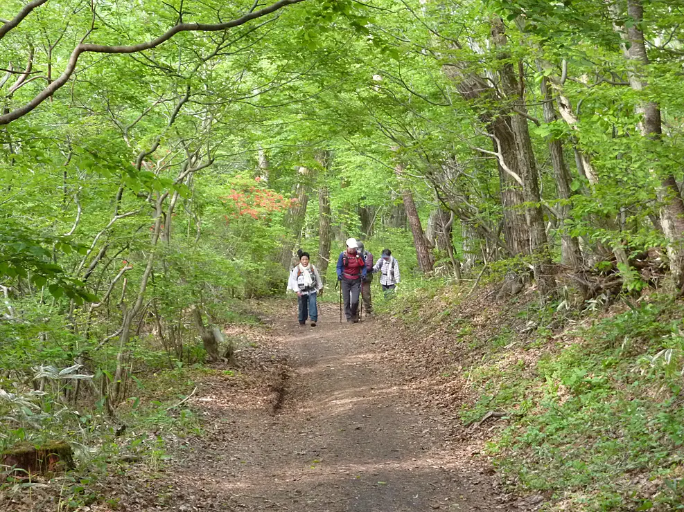 新緑の森の中を歩く人々