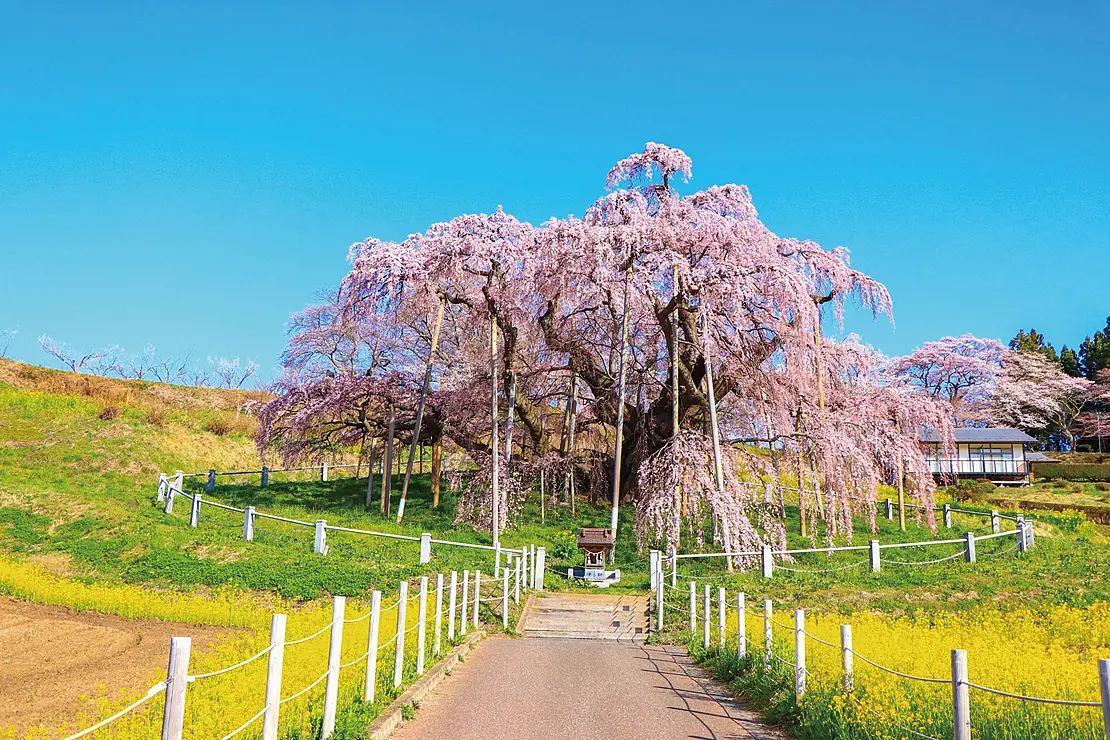 青空の下咲き誇る大きな滝桜