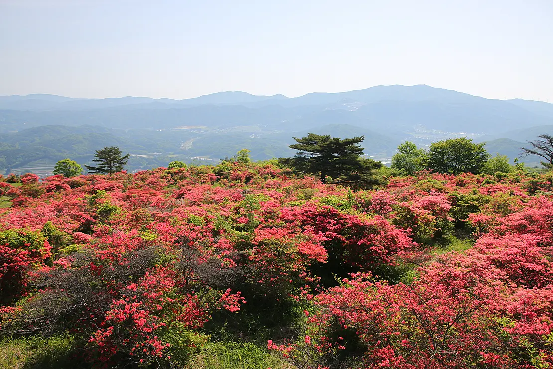 ツツジで赤く染まった山肌