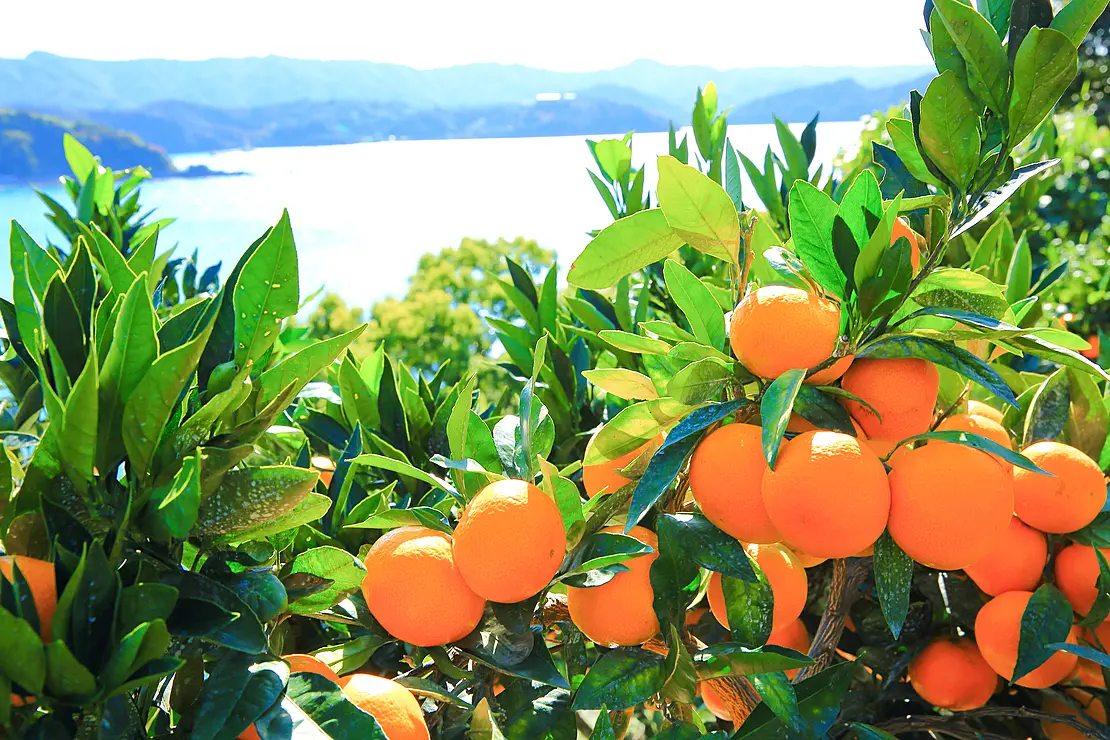 木にたわわに実ったみかん　奥には海岸線と穏やかな山並みが見える
