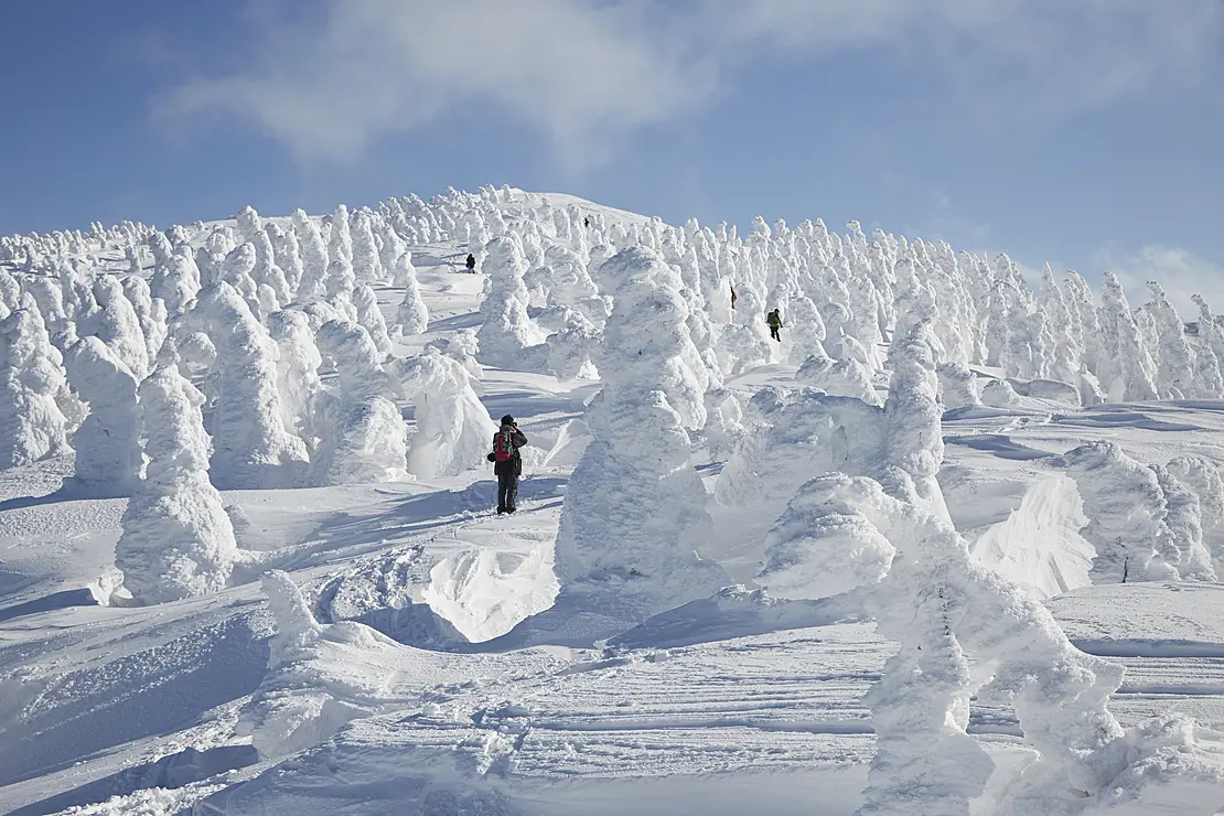 一面の樹氷