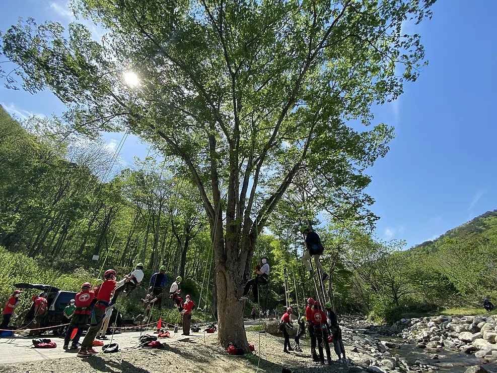大きな木にロープでぶら下がる人々