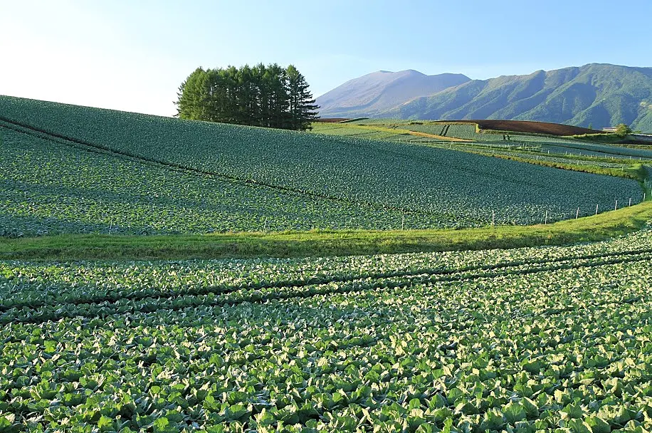 広大なキャベツ畑