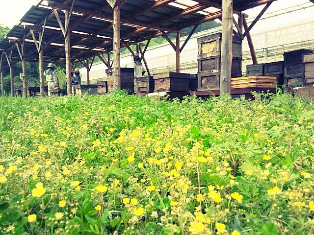 お花畑が広がるなかにみつばちの巣箱が置かれている