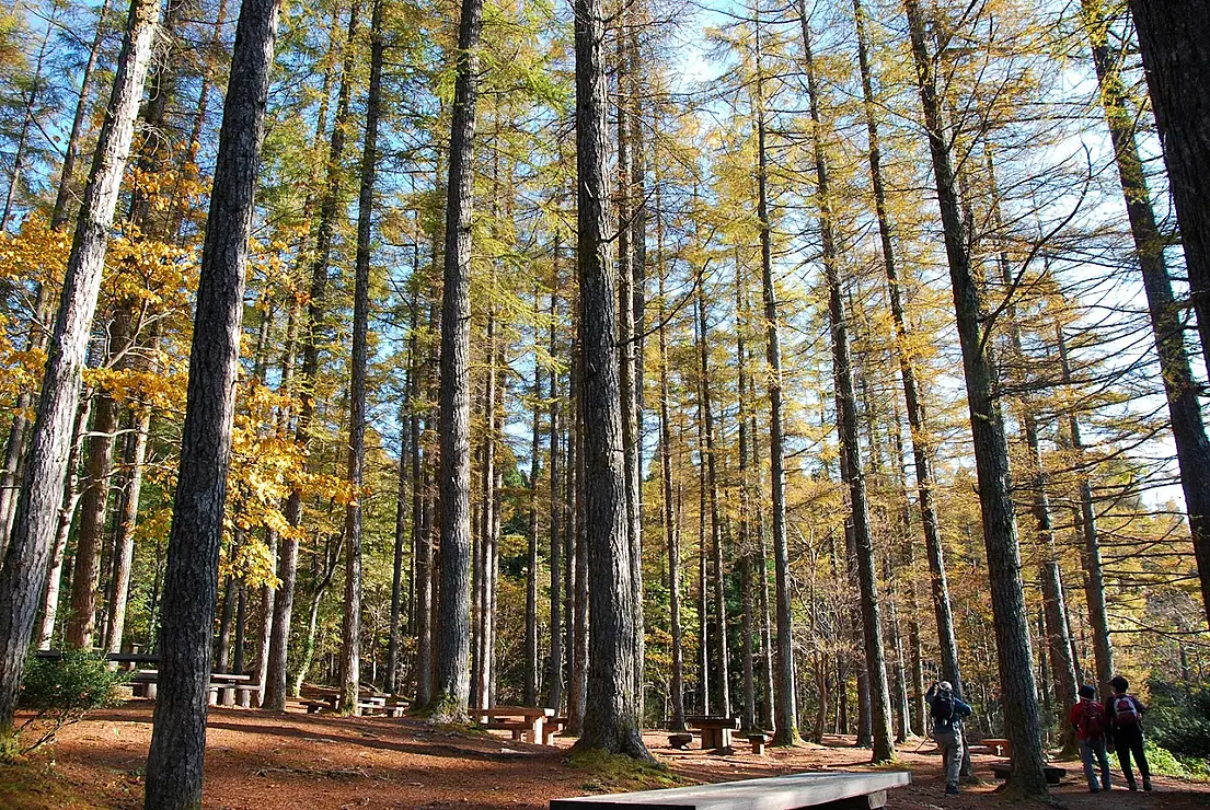 紅葉した木々を楽しむ人々