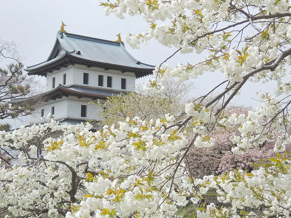 満開の桜と天守閣