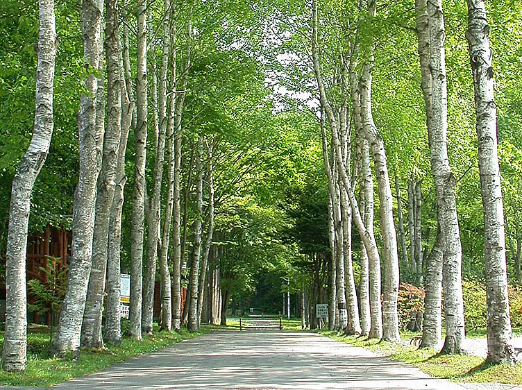 白樺の並木道