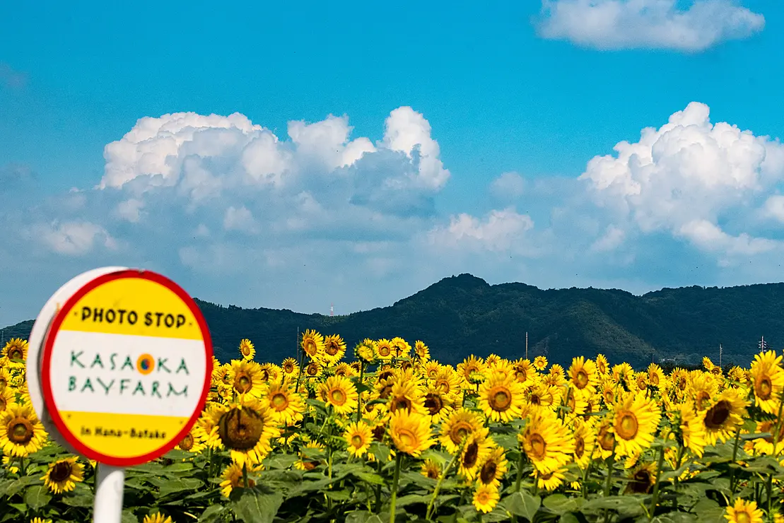 一面のひまわり畑