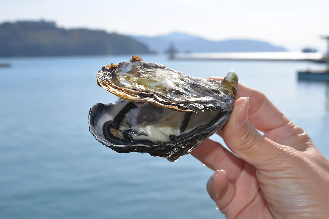 フタがあいたおいしそうな牡蠣