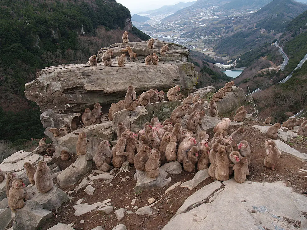岩肌にたくさんの猿が集まっている
