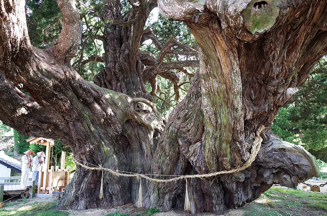 国指定特別天然記念物で日本最大のシンパクがそびえている