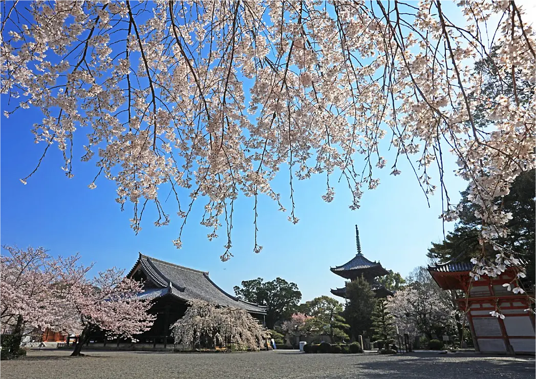 満開のしだれ桜の枝越しに伝統的仏教寺院建築を透かし見る