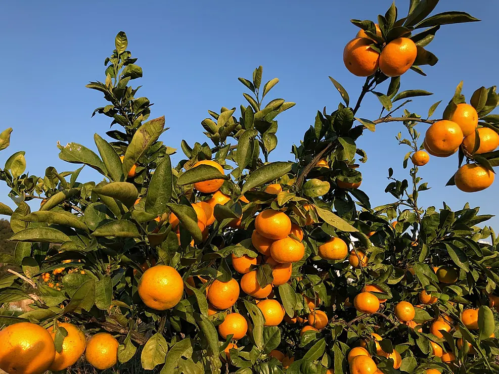 たわわに実を付けたみかんの木