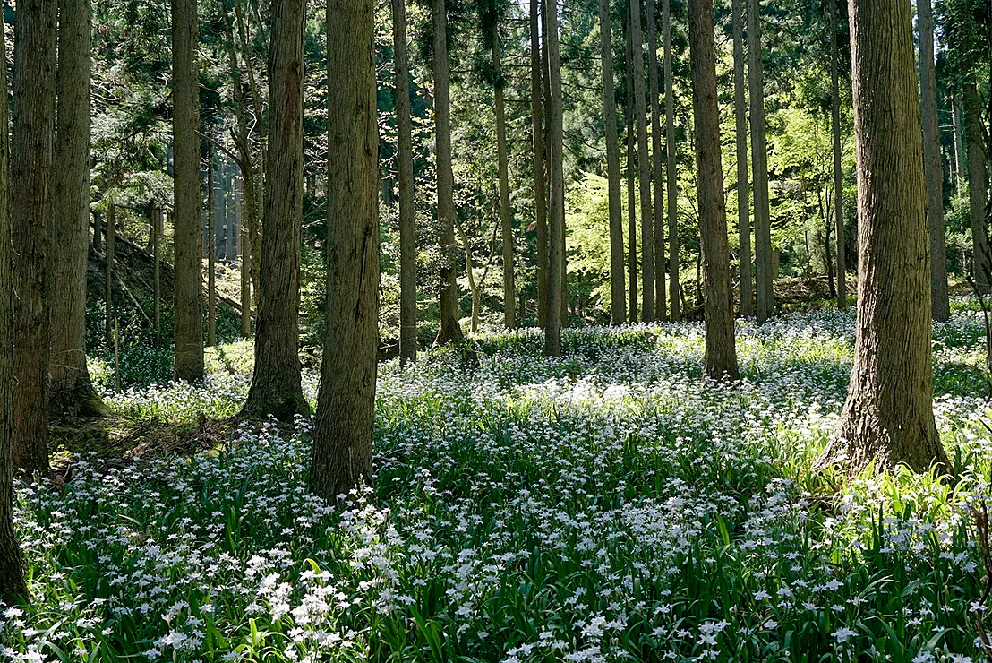 白く可憐な花が一面に咲き誇り、奥には杉林が広がる。
