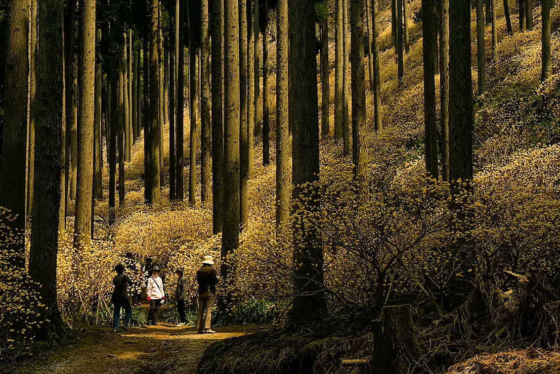 黄色いミツマタの花が咲き誇る森の中を歩く人々