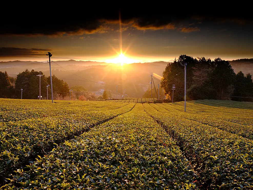 整然と並んだ茶畑の向こうに落ちていく夕日