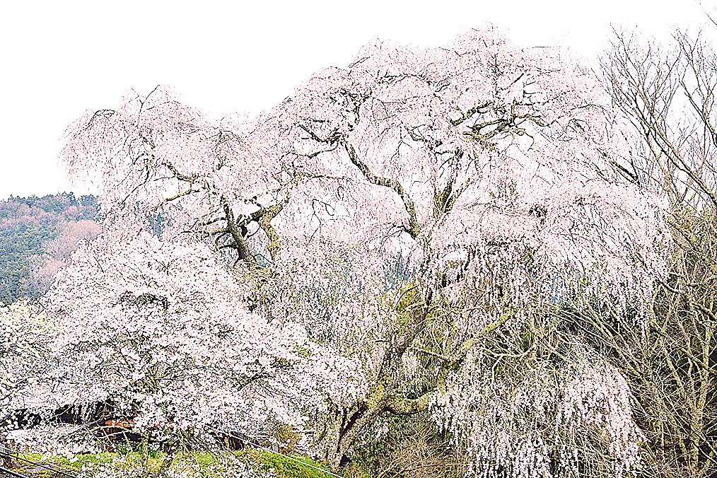 四方に大きく伸びた枝に満開のしだれ桜