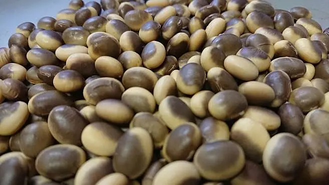 白と栗色の2色の豆が盛られている
