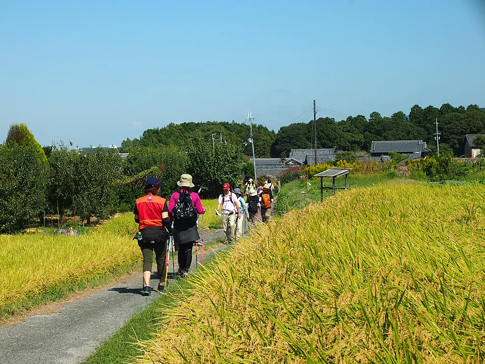 黄金色に色づいた田んぼの間の小路を歩く人々
