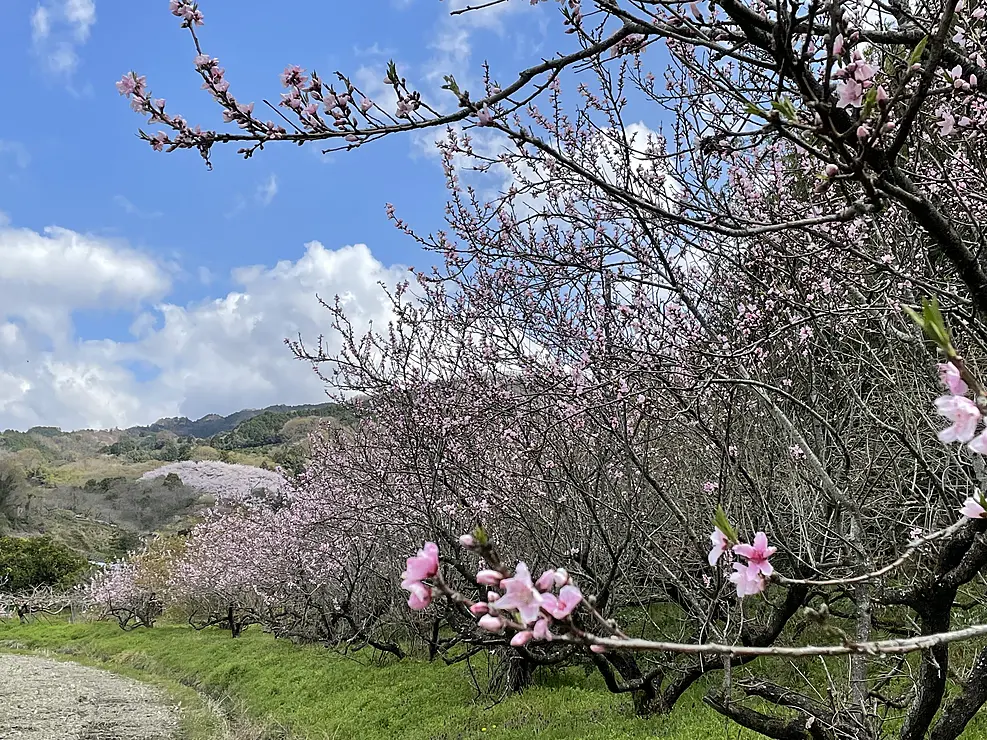 遊歩道沿いの桃の木が桃色の花をつけている