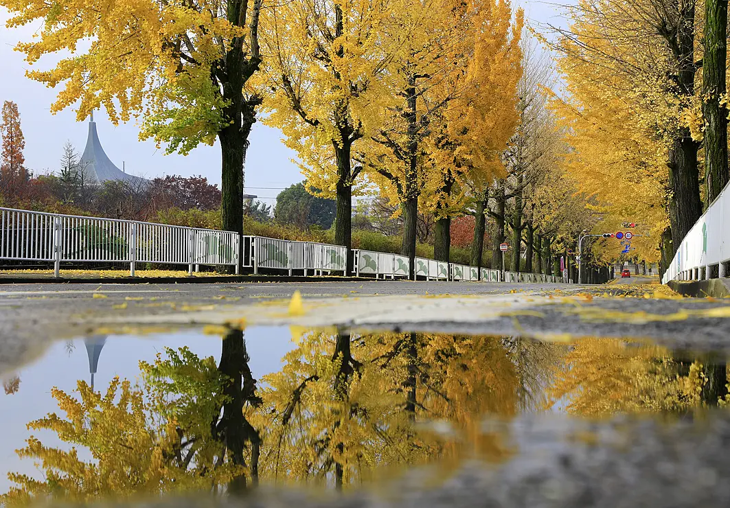 黄色く色づいたいちょう並木が、画面下の路面の水たまりに反射している