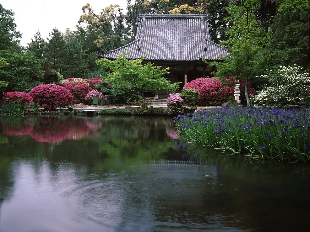 池の向こうに瓦屋根の本堂が見える　本堂の周りにはツツジ、池にはカキツバタが満開の花を咲かせている