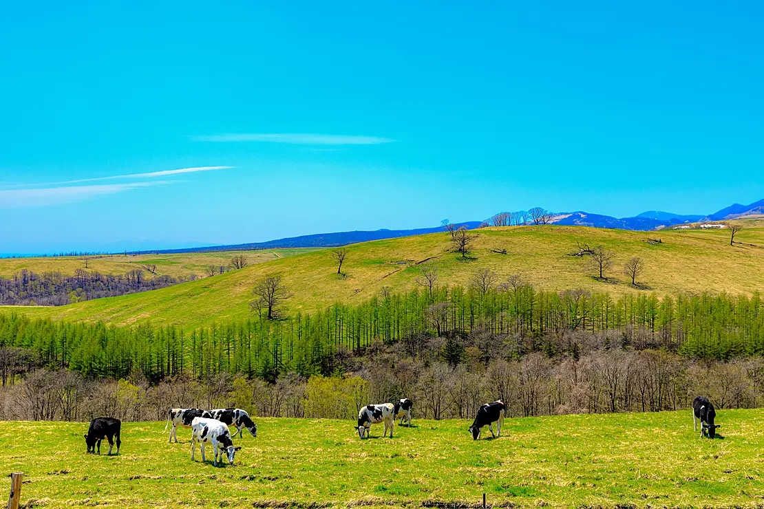 広大な牧場で草を食べる牛たち