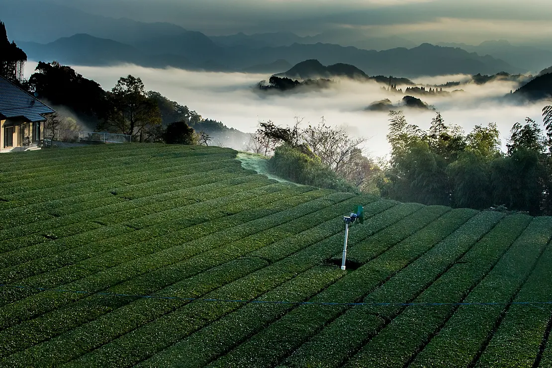 山間の茶畑が雲海に浮かんでいるように見える、幻想的な風景
