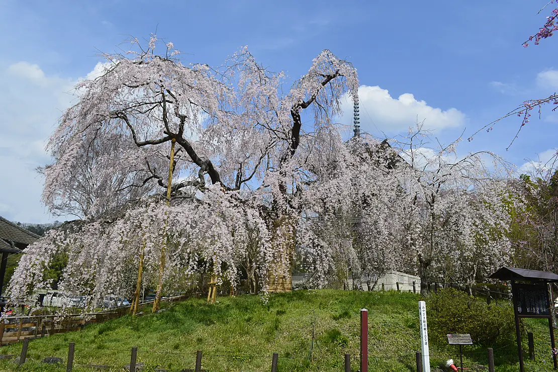 満開のしだれ桜が咲き誇る、春の風景