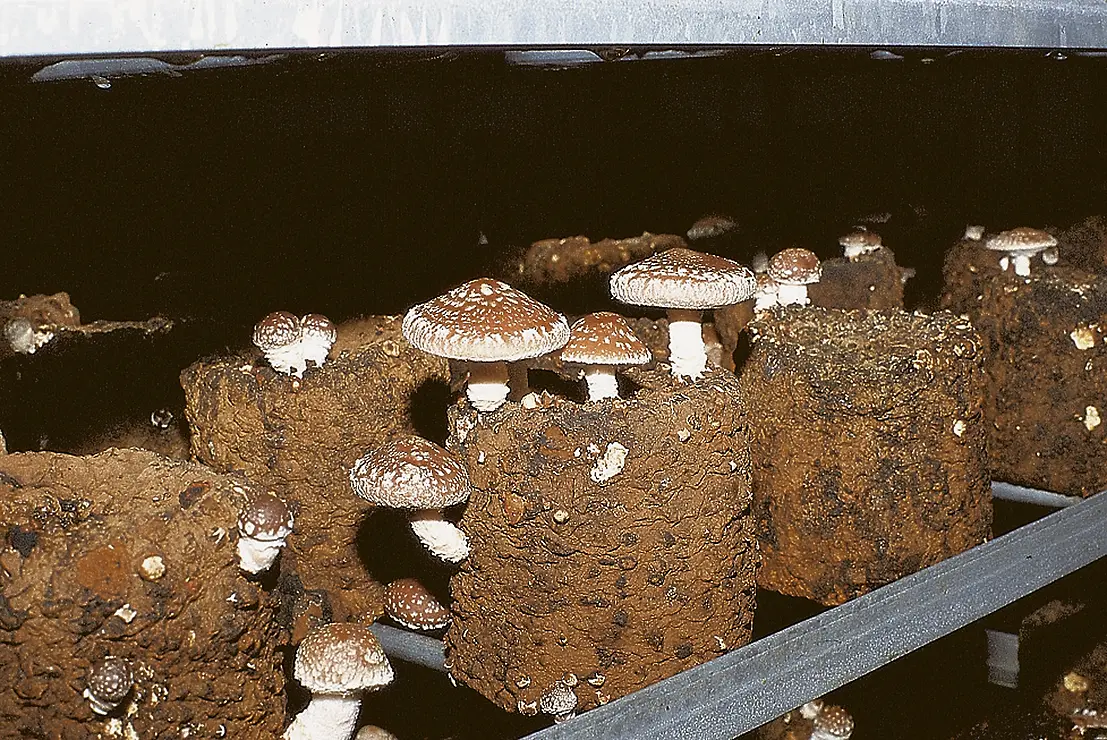 菌床に生えるシイタケ