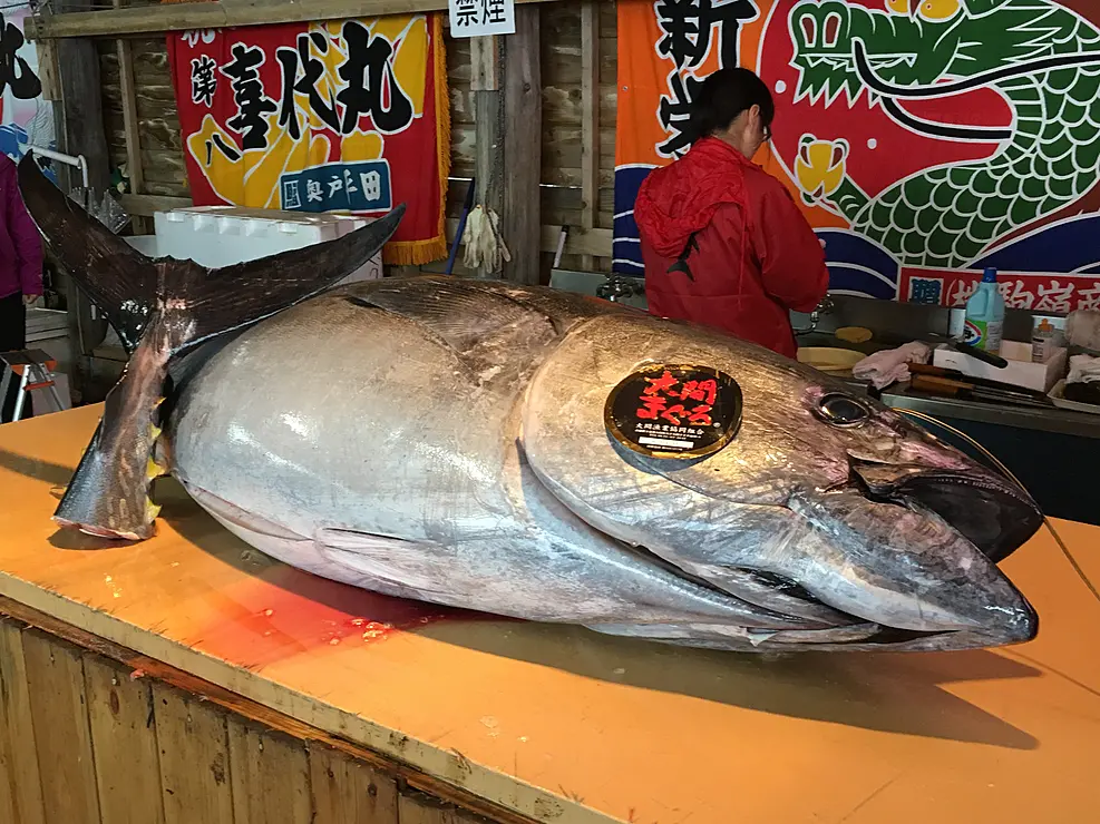 調理台の上に載るマグロ