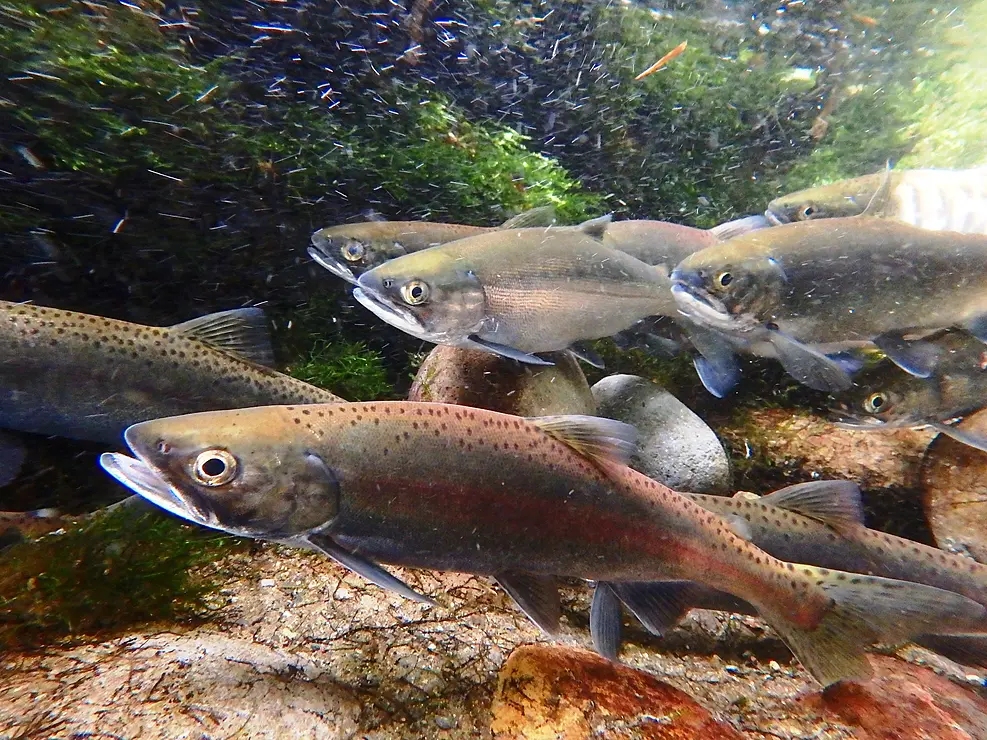 川の中の魚の群れ