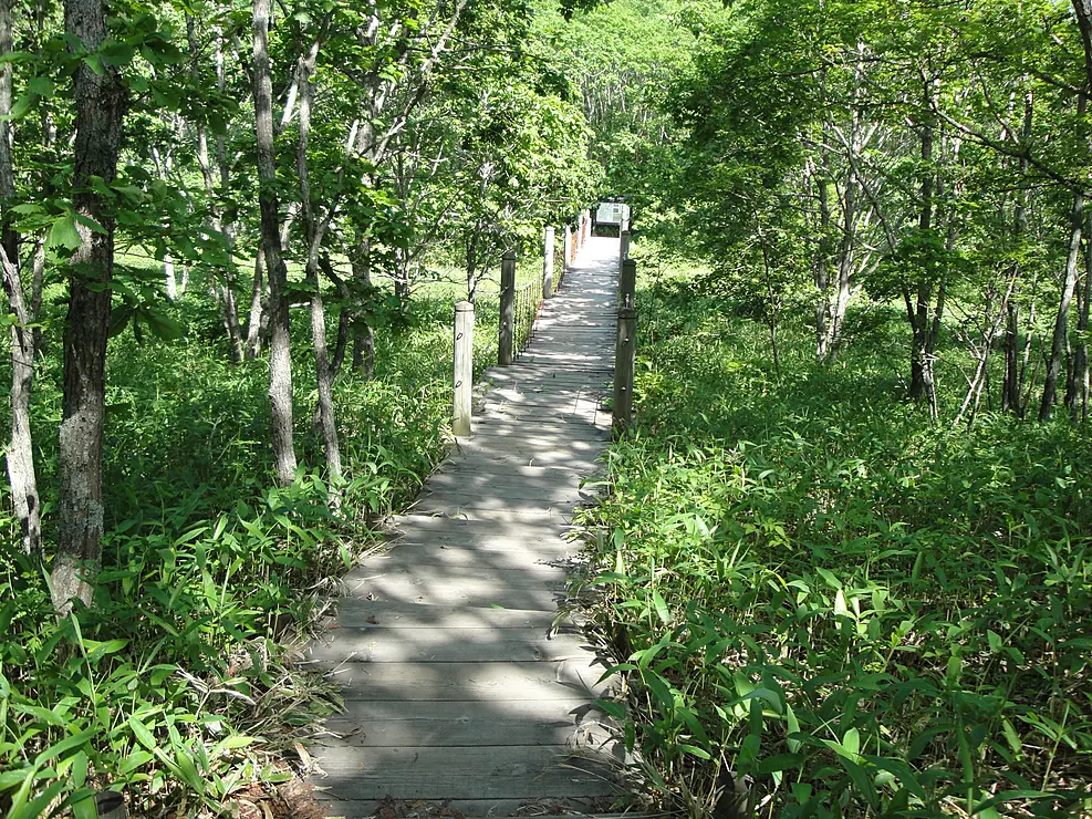 森の中にある木道