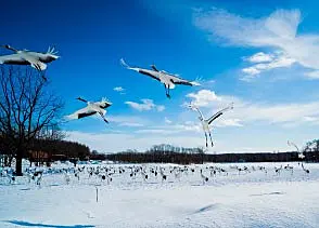雪の中を飛ぶタンチョウ