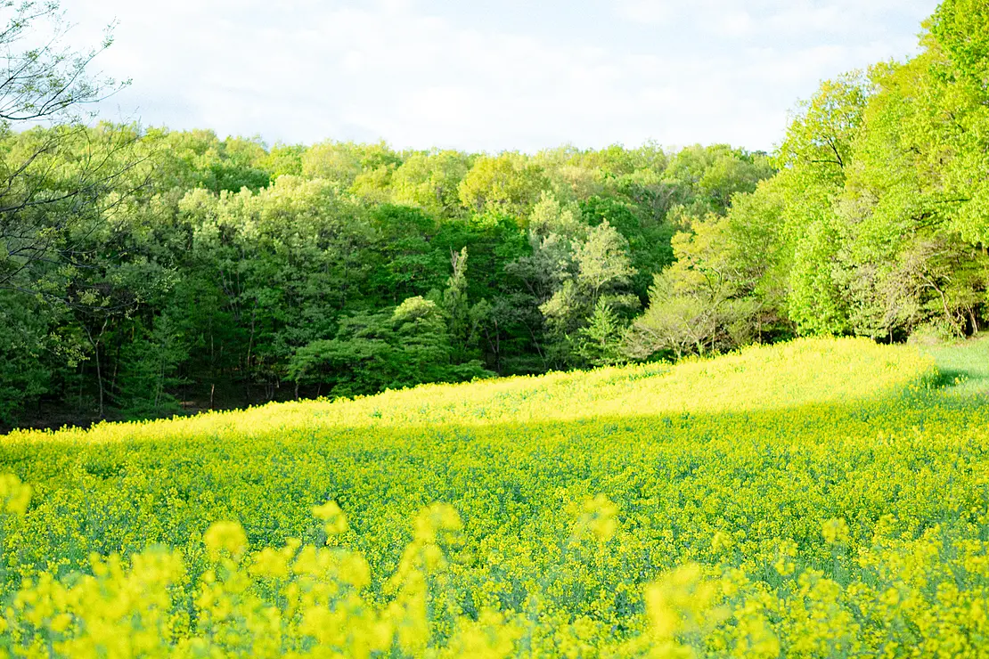黄色の菜の花畑