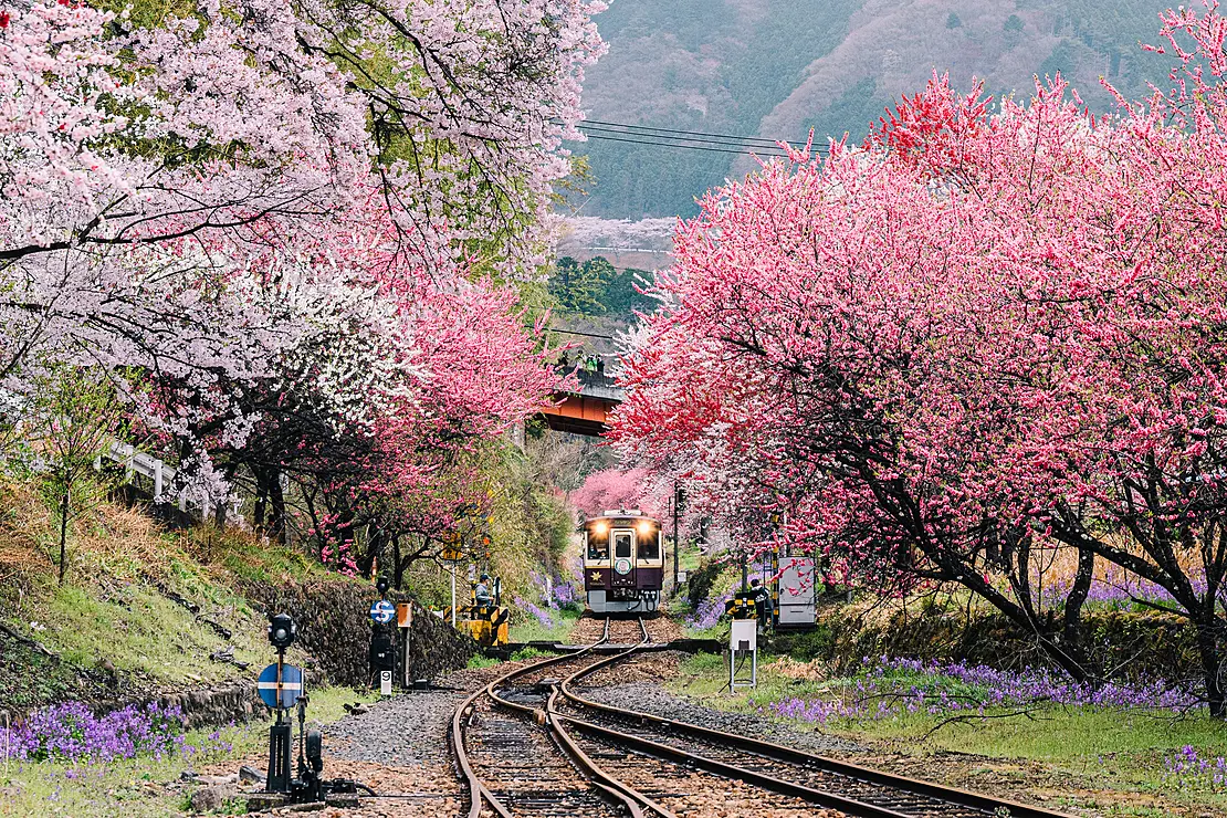 桃色の花々の中を列車が走る