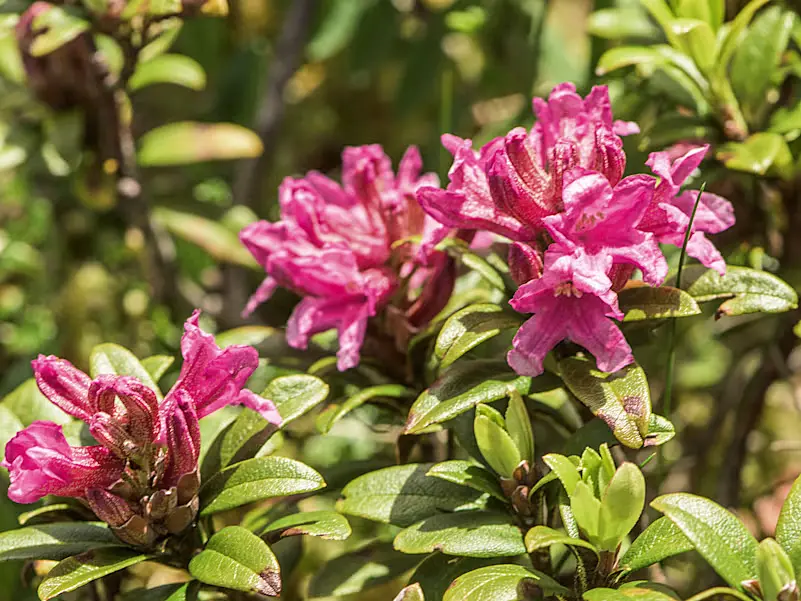 アルペンローゼ