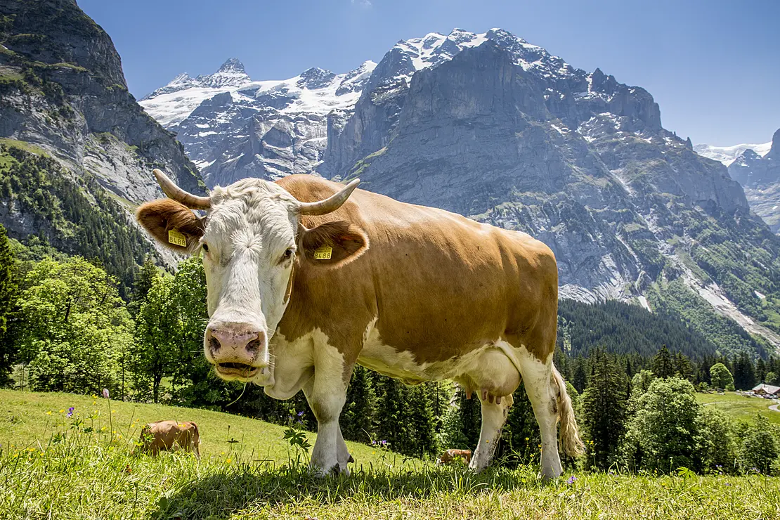 グリンデルワルトの牛たち
