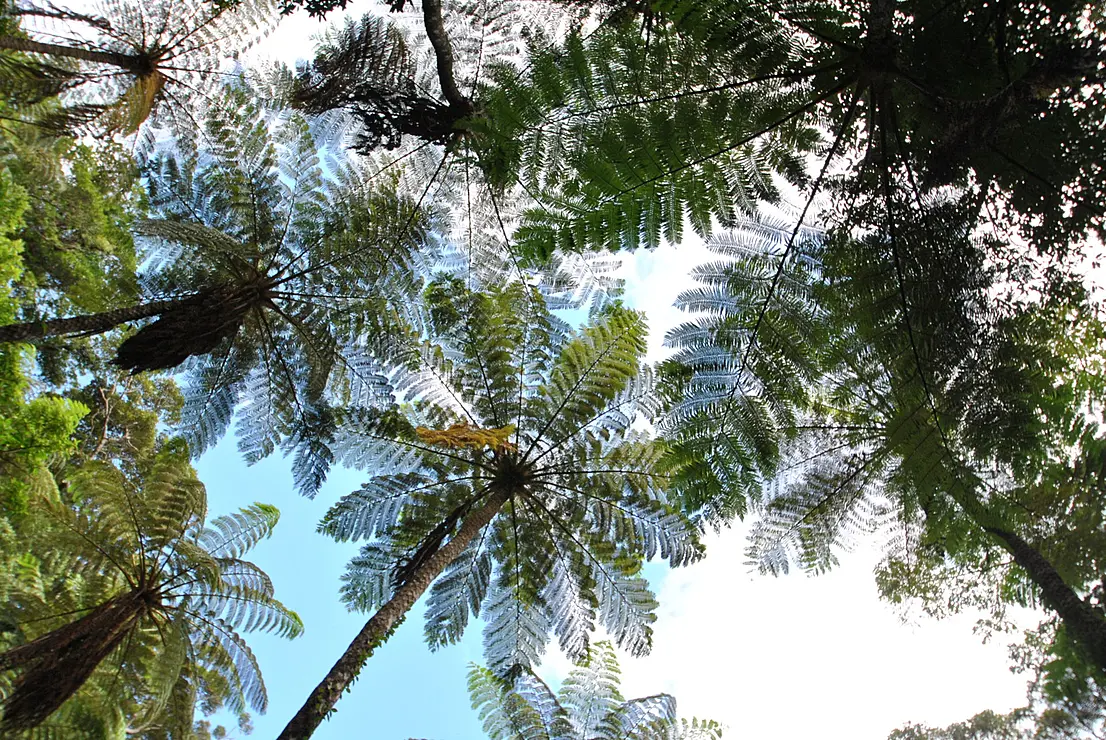 ヤシの木のような大きなシダ植物（ヒカゲヘゴ）が複数写る、亜熱帯の原生林を見上げる写真。