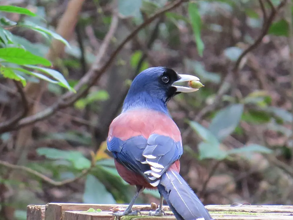 枝に止まっている青紫と赤褐色の鳥、ルリカケス