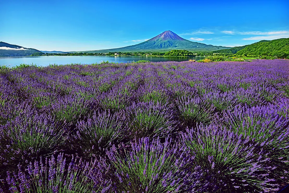 ラベンダー畑と富士山