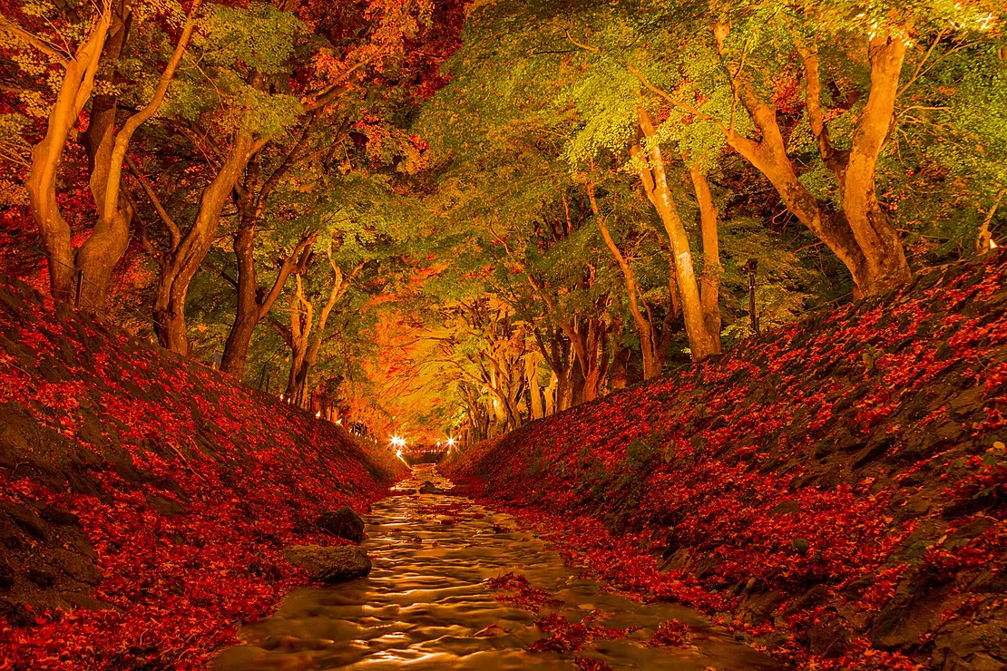 川沿いに咲き誇るもみじ