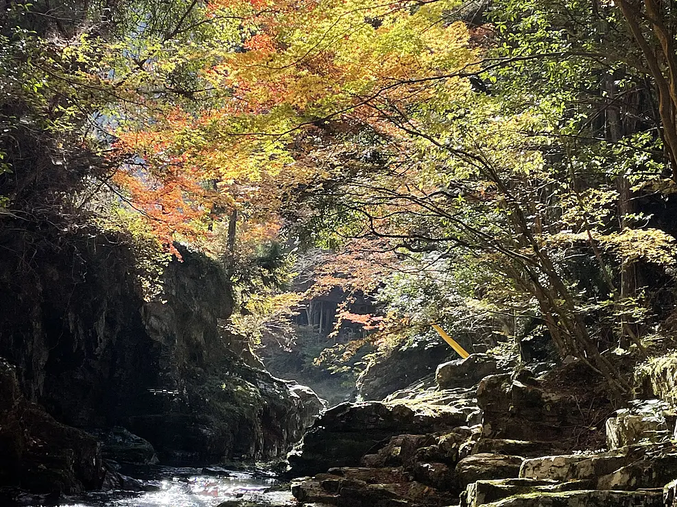 木々が赤や黄色に色づいた渓谷で、岩の間を清流が流れている