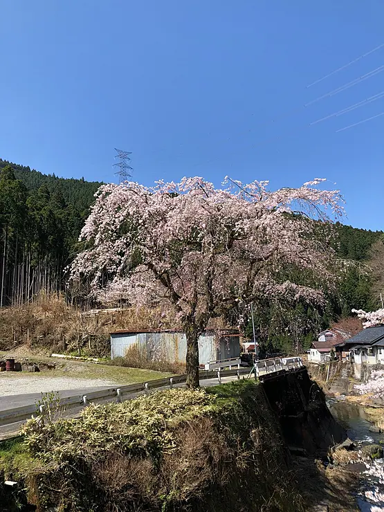 ピンク色の花を満開に咲かせている見事な枝ぶりのしだれ桜