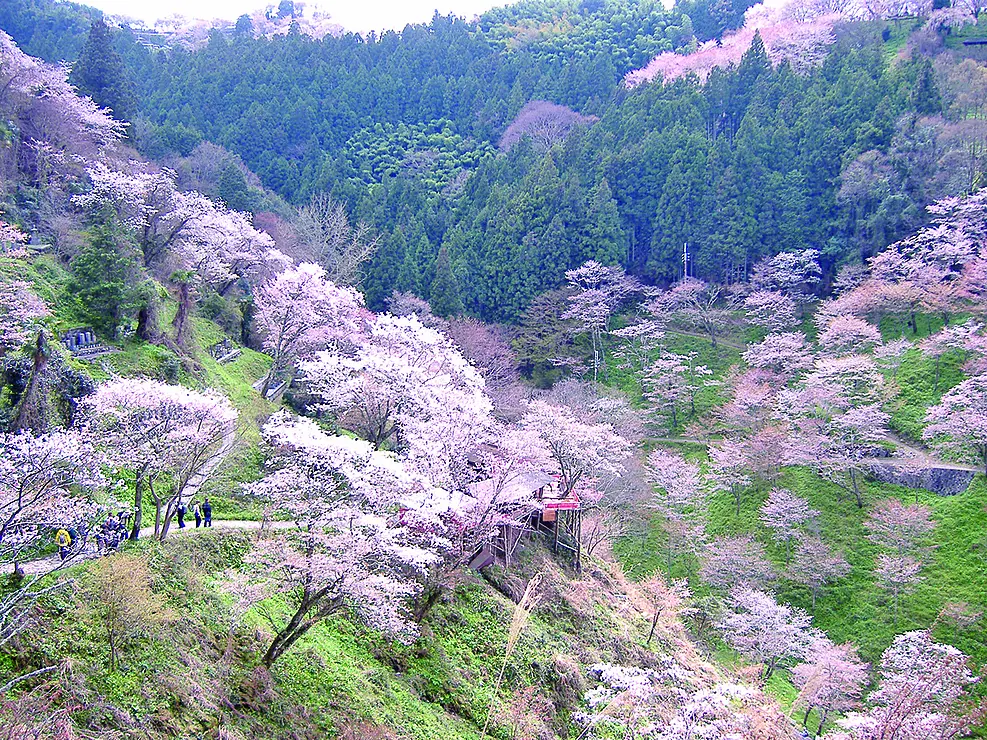 山の斜面に多くの桜の木が満開の花を咲かせている　遊歩道には数人の人