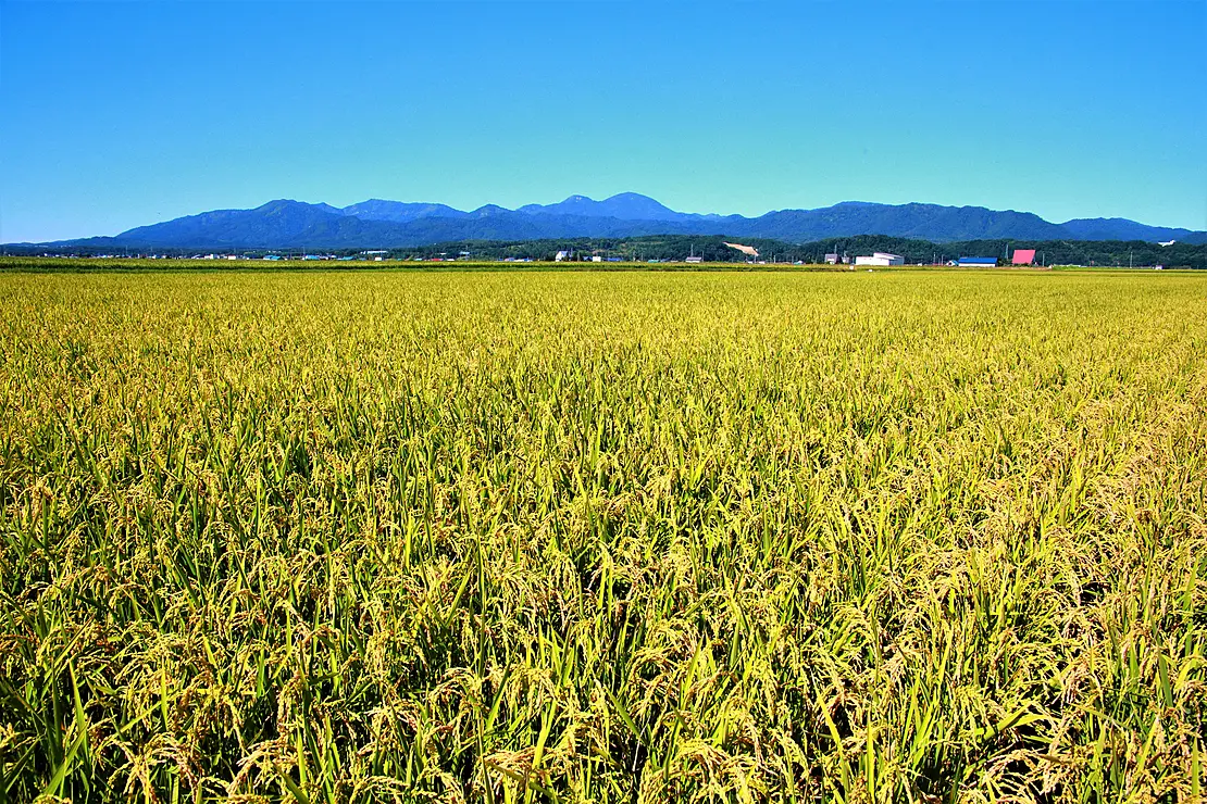 黄色の稲穂と山々