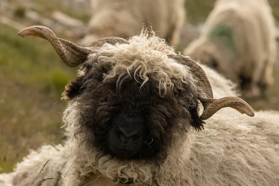 シュヴァルツナーゼ（黒鼻羊）