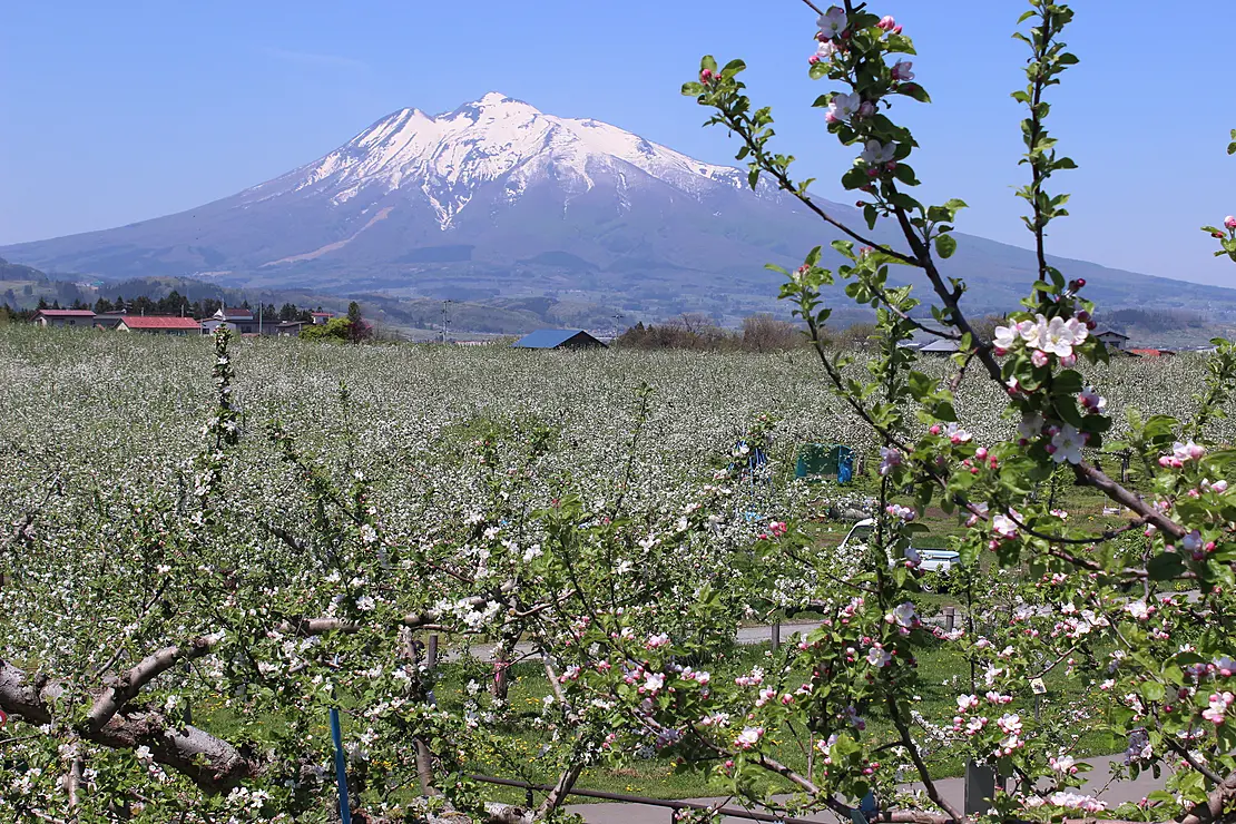 リンゴ畑の向こうにそびえる山