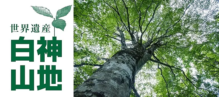 世界遺産白神山地という文字とブナの木