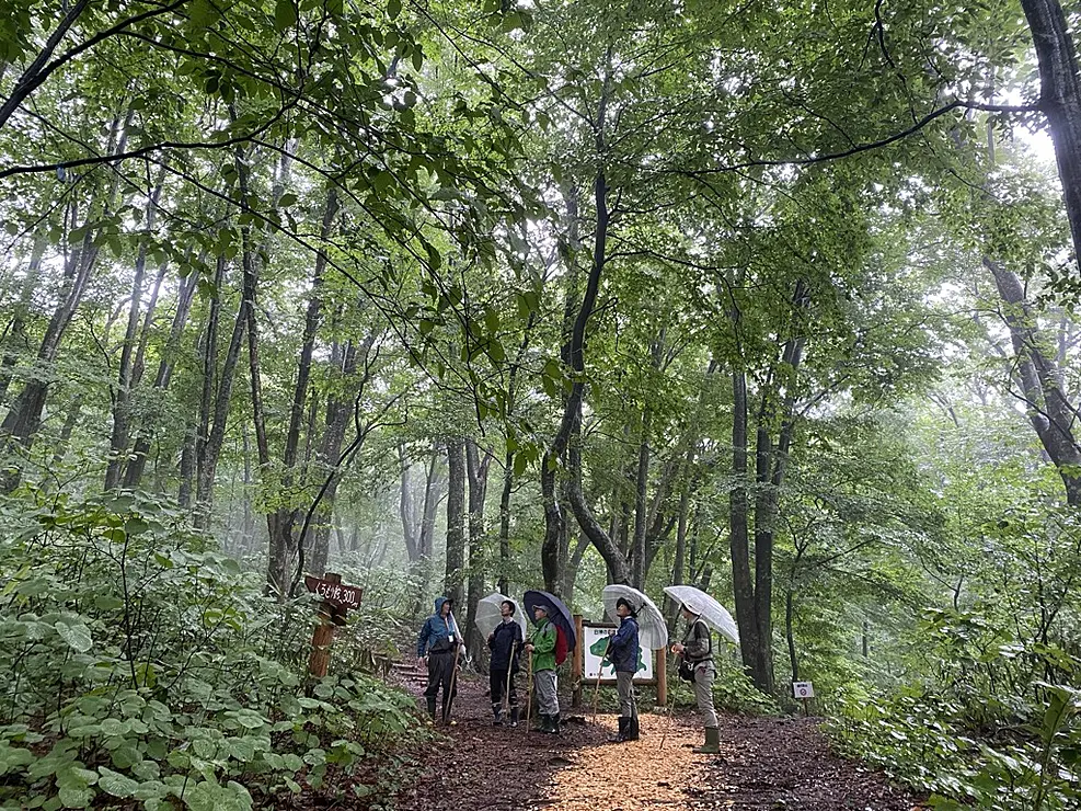 ブナ林の中を散策する人々